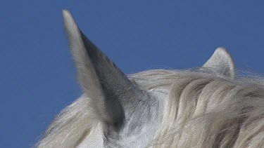 Camargue Horse, Close up of Ears, Saintes Marie de la Mer in The South of France, Real Time