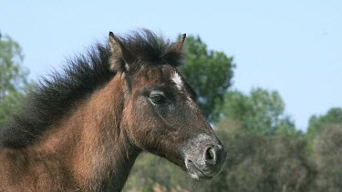 Camargue Horse, Portrait of Foal in the Wing, Saintes Marie de la Mer in The South of France, Real Time