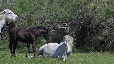 Camargue Horse, Mare and Foal, Saintes Marie de la Mer in The South of France, Real Time