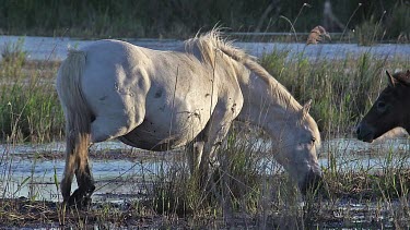 Camargue Horse, Mare and Foal eating Grass in Swamp, Saintes Marie de la Mer in The South of France, Real Time