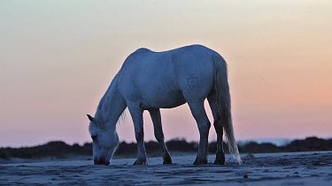 Silhouette of Camargue Horse at Sunrise, Saintes Marie de la Mer in The South of France, Real Time