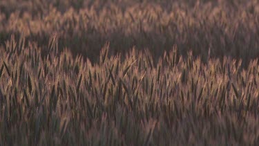 Wheat Field in the Wind, Lorraine in the East of France, Real Time