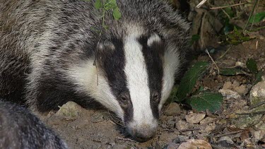 European Badger, meles meles, Normandy, Real Time