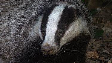 European Badger, meles meles, Normandy, Real Time