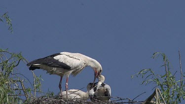 White Stork, ciconia ciconia, Adult Feeding Chicks on Nest, Alsace in France, Real Time