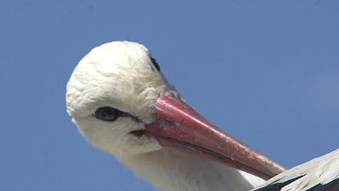 White Stork, ciconia ciconia, Adult Grooming, Alsace in France, Real Time