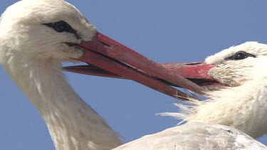 White Stork, ciconia ciconia, Pair grooming, Alsace in France, Real Time