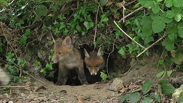 Red Fox, vulpes vulpes, Cubs standing at Den Entrance, Normandy, Real Time