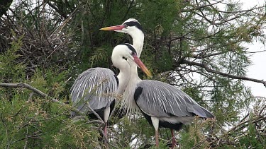 Grey Heron, ardea cinerea, Pair standing on Nest, Camargue in the South of France, Real Time