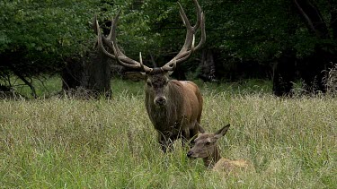 Red Deer, cervus elaphus, Stag Roaring during the Rutting season, Sweden, Real Time