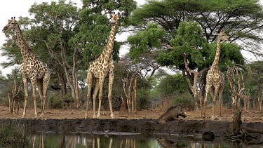 South African Giraffe, giraffa camelopardalis giraffa, Group at Water Hole, Near Chobe River, Botswana, Real Time