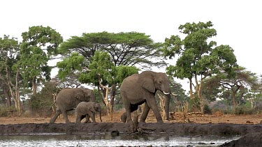 African Elephant, loxodonta africana, Female with youngs near Chobe River, Botswana, Real Time