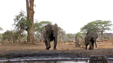 African Elephant, loxodonta africana, Female and Calf drinking water at Waterhole, Near Chobe River, Botswana, Real Time