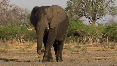 African Elephant, loxodonta africana, Male walking, Moremi Reserve, Okavango Delta in Botswana, Real Time