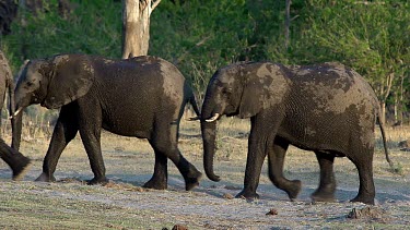 African Elephant, loxodonta africana, Group emerging from Khwai River, Moremi Reserve, Okavango Delta in Botswana, Real Time
