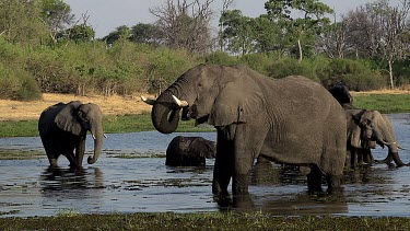 African Elephant, loxodonta africana, Group drinking water at Khwai River, Moremi Reserve, Okavango Delta in Botswana, Real Time