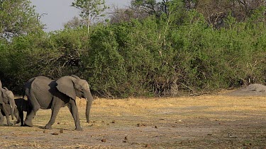 African Elephant, loxodonta africana, Group walking to Khwai River, Moremi Reserve, Okavango Delta in Botswana, Real Time