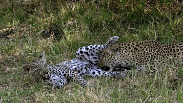 Leopard, panthera pardus, Mother Licking its Cub, Moremi Reserve, Okavango Delta in Botswana, Slow Motion