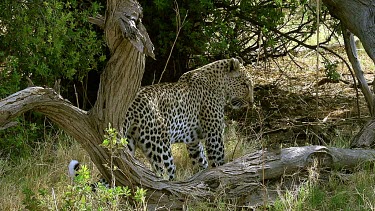 Leopard, panthera pardus, Female, Moremi Reserve, Okavango Delta in Botswana, Slow Motion