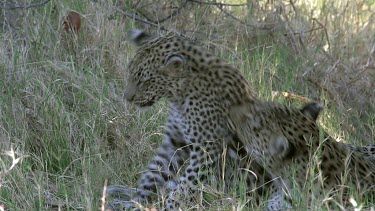Leopard, panthera pardus, Mother Playing with Cub, Moremi Reserve, Okavango Delta in Botswana, Slow Motion