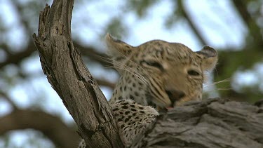 Leopard, panthera pardus, Female, Moremi Reserve, Okavango Delta in Botswana, Slow Motion