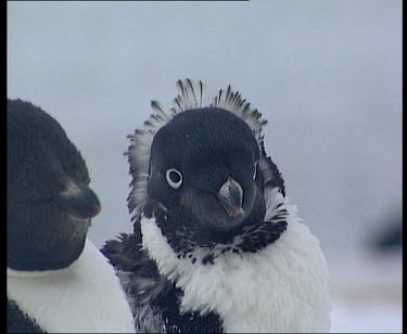Adelie Penguin moulting, cute crown of feathers around head.
