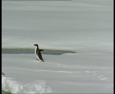 Penguin waddling over ice dives into sea