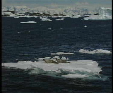 Pair of unidentified seals on ice floe.