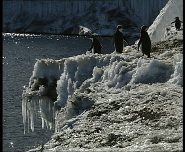 Adelie penguins