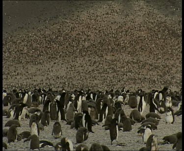 colony rookery of Adelie penguins