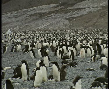 colony rookery of Adelie penguins