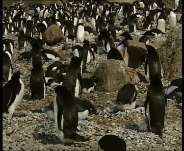 colony rookery of Adelie penguins