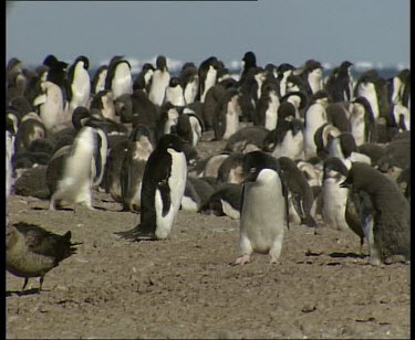 colony rookery of Adelie penguins
