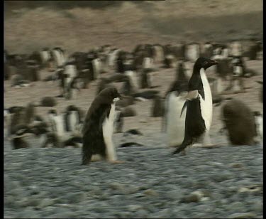 Adelie penguins waddle and walk