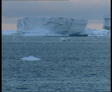 Adelie penguins porpoise in front of large iceberg