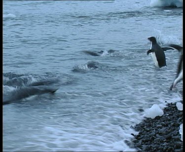 Adelie penguins hopping out of the sea