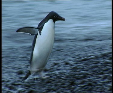 Adelie penguin waddling up stony beach