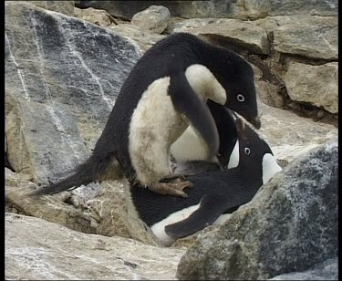Adelie penguins mating