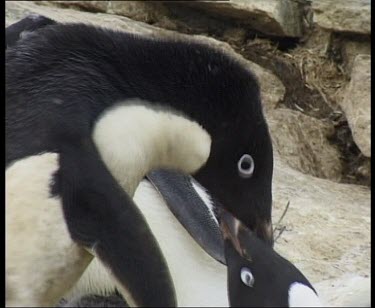 Adelie penguins mating