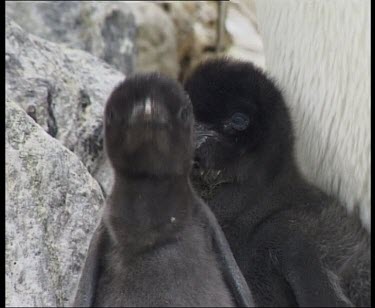 Adelie penguin twin chicks