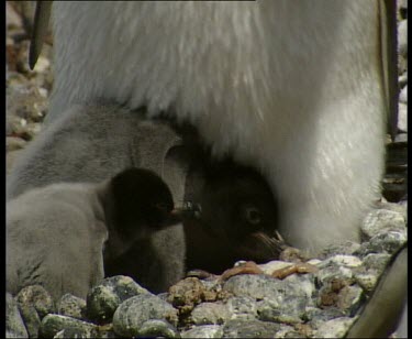 Adelie penguin twin chicks