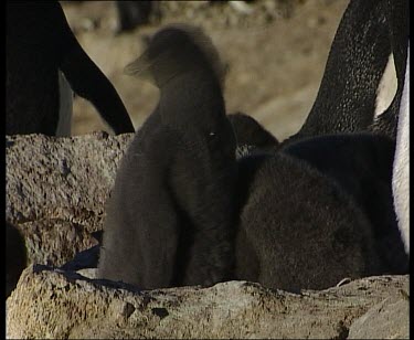 Adelie penguin twin chicks