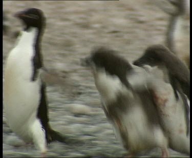 Chicks chasing adult for food