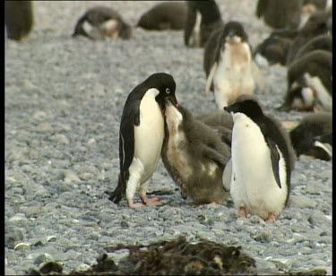 Chicks chasing adult for food . Adult stops to feed chick regurgitated food.