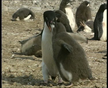 Adult feeding chick regurgitated food, chick waddles around flapping its wings.