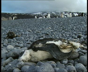 Dead penguin with live penguins standing in background.