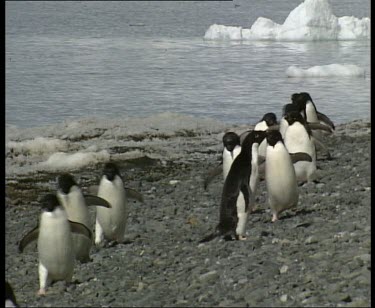 Adelie penguins waddle and walk in a line