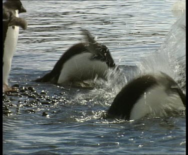 Adelie penguins dive into the sea