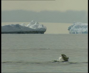 Penguins porpoise. Two large icebergs in background.