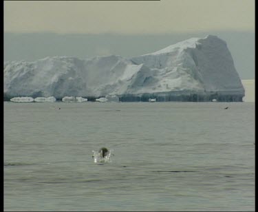 Penguins porpoise. Large iceberg in background.